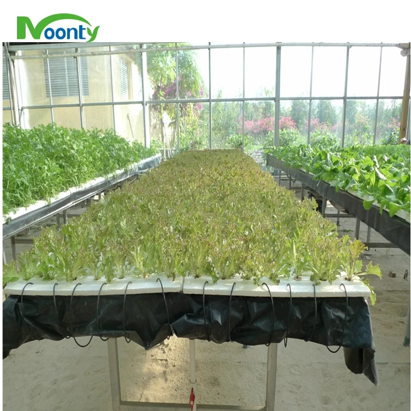 Dwc/Dft Hydroponics Growing System with Plastic Film Greenhouse in Paraguay