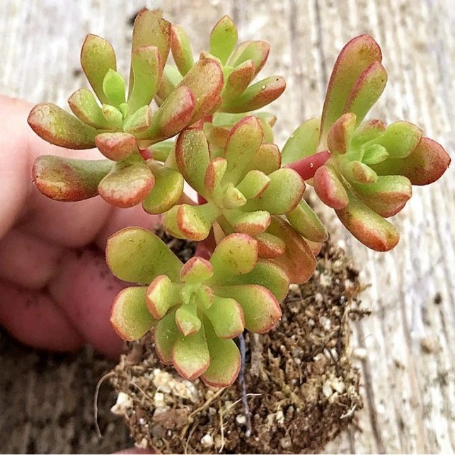 Succulent Sedum"Joyce Tulloch" Natural Plants