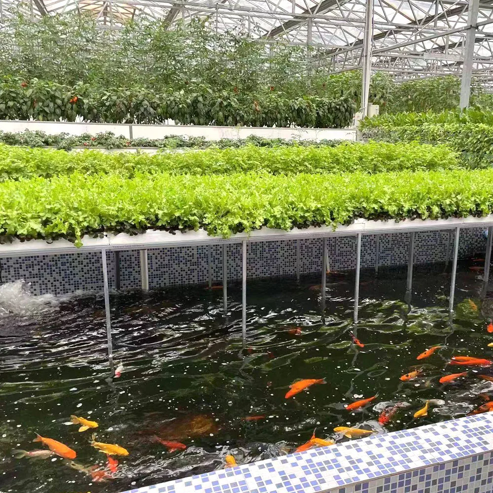 Commercial Polycarbonate/Plastic Po Film Greenhouses Turnkey Project with Hydroponics System for Fish Vegetable Symbiosis Garden