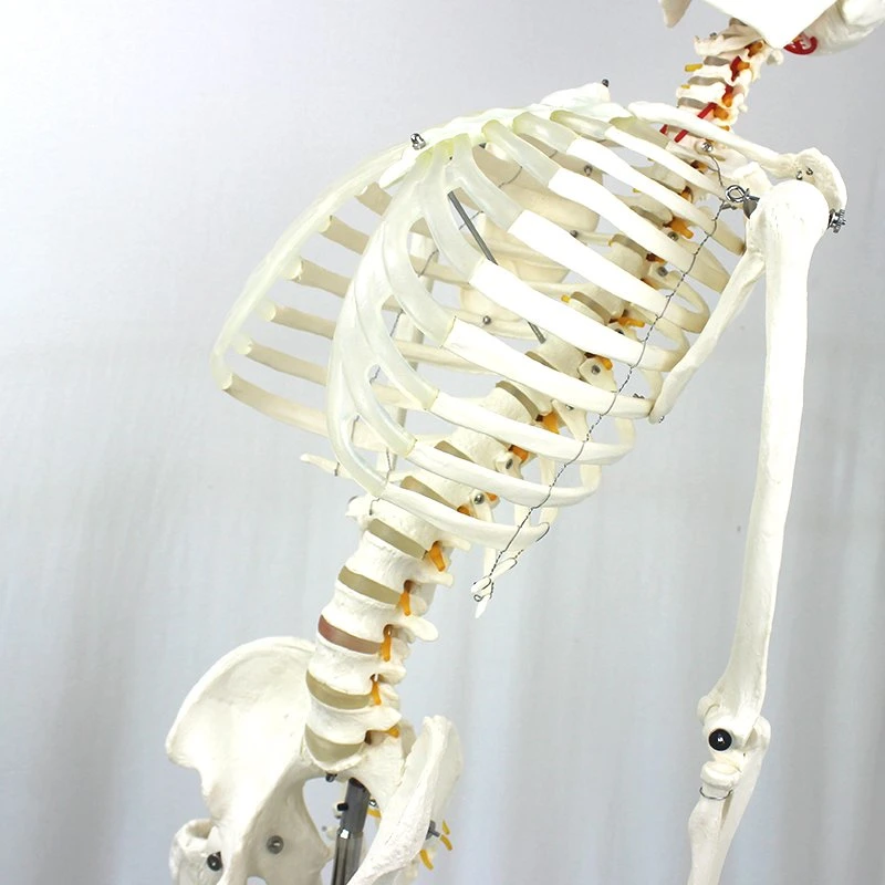 High quality/High cost performance Lab Teaching Models 85cm Human Skeleton with Main Arteries and Spinal Nerves