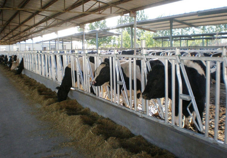 Cattle/Cow Livestock Feeder Used Cow Cattle Farm Headlock for Wholesale/Supplier Sale