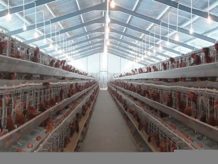 Modern Integrated Farms Use Prefabricated Light Steel Poultry Houses