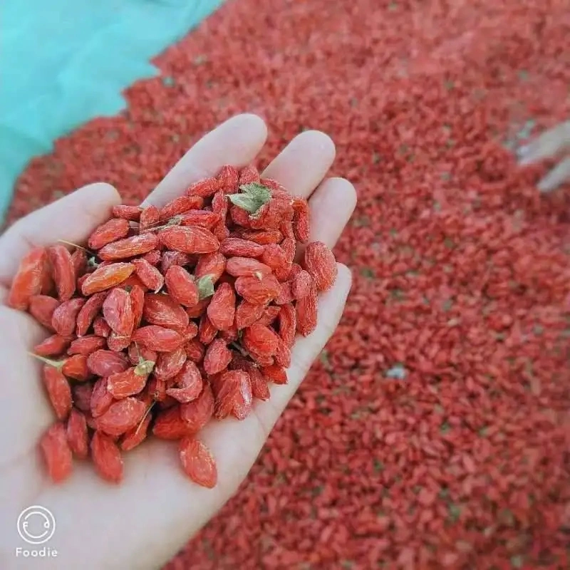 Goji Wolfberry de alta calidad en bruto rojo