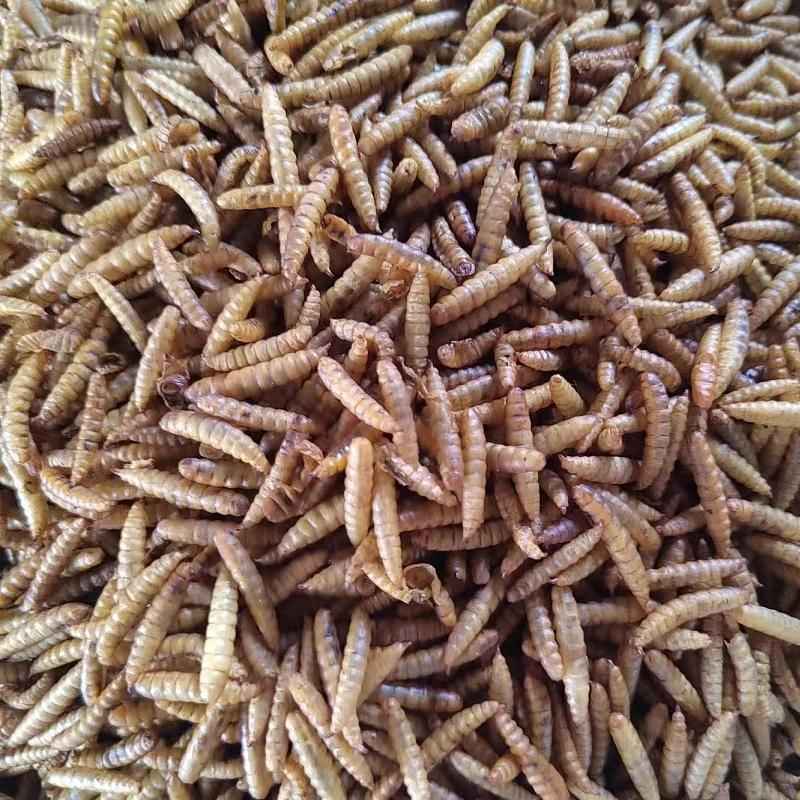 High Protein Dried Clean Bsfl Widely Used Feed Additives