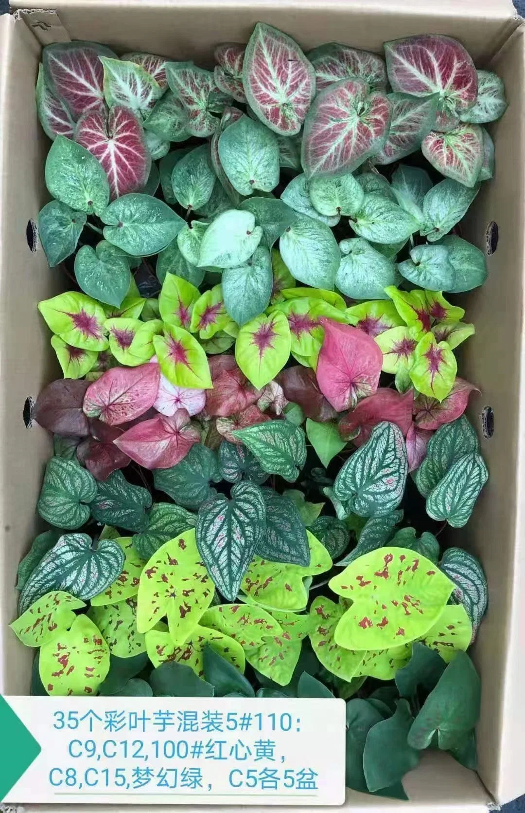 Caladium Bicolor Ait Vent Mix Color Ornamental Plant