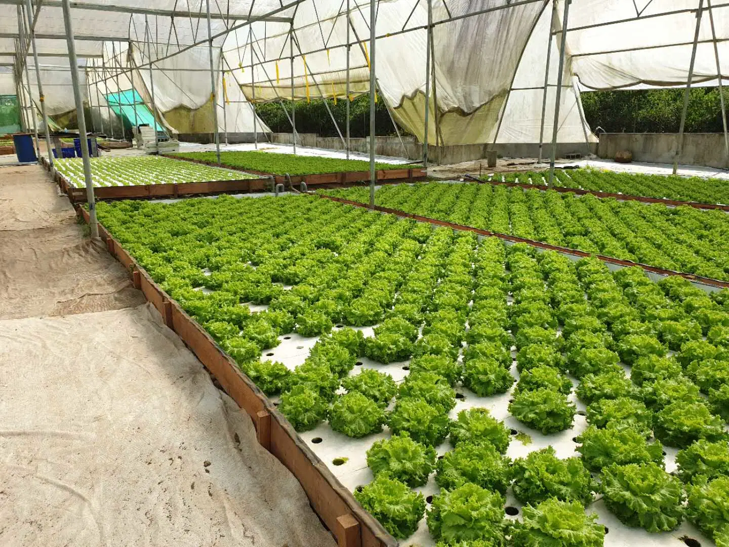 نظام اكوابونيك زراعة الخضار الطافية على متن رفّ Aquaponics