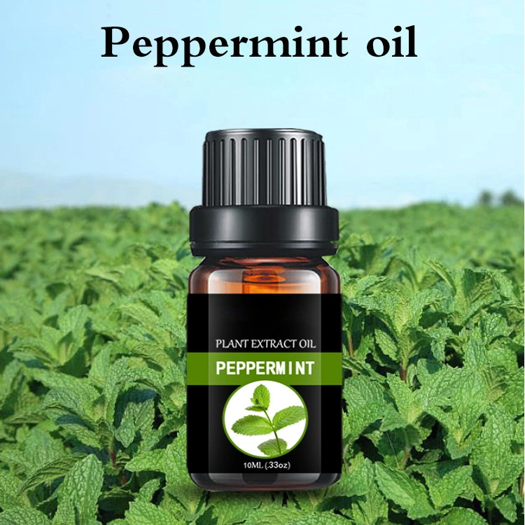 Wholesale/Supplier Peppermint Essential Oil Manufacturer and Exporter