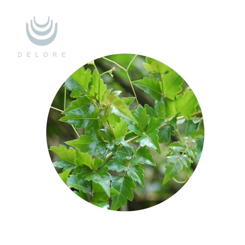 Natural Plant Extract Food and Beverage Additive Vine Tea P. E., Vine Tea Extract Powder, Dihydromyricetin in Bulk