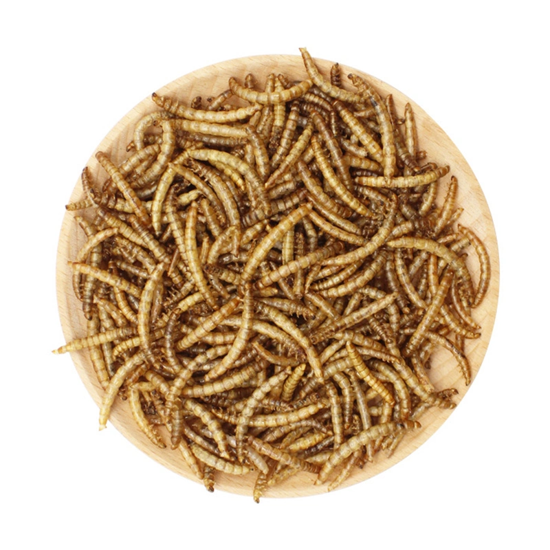 Bread Worm Dried Yellow Powder Hamster Turtle Feed