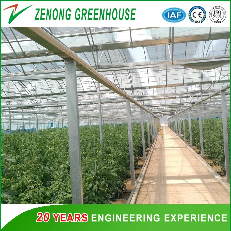 Factory Direct Supply Film Covered Greenhouse with Shading Net Widely Used for Modern Agriculture Planting