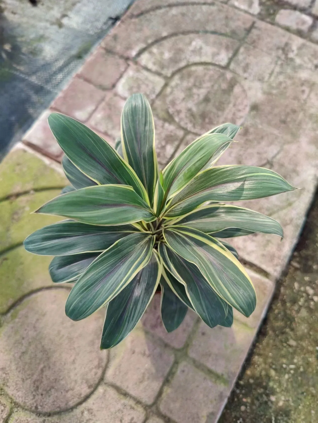 Cordyline Coffee Compacta Tray Plants From Tissue Culture Live Plant