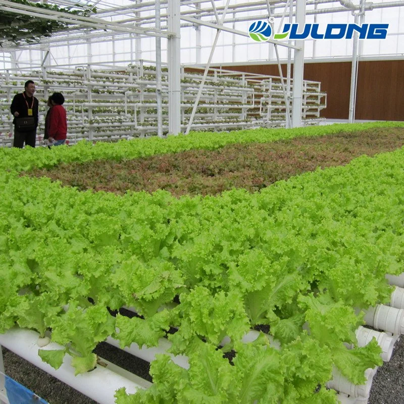 L'agriculture HYDROPONIQUE NFT verticale de la culture de légumes de serre du film du système