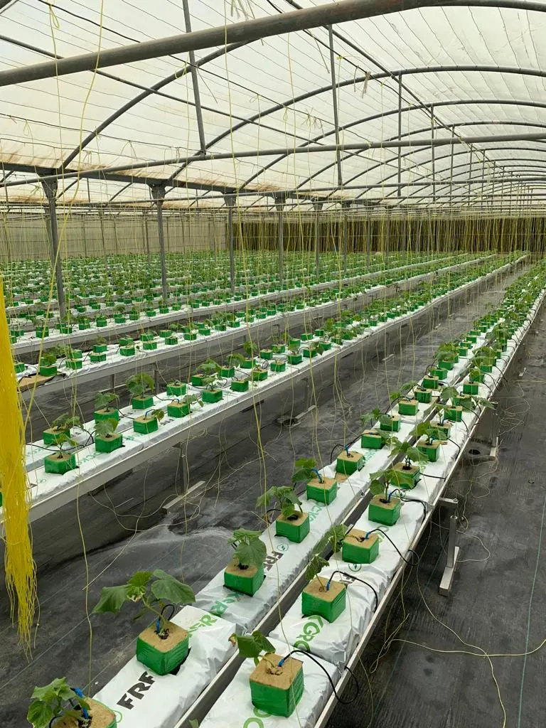 Plantas de cultivo hidropónico tubo de canal de PVC sistema de agricultura interior NFT Equipo