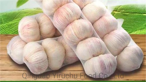 China New Crop Hot Sales Mejor Blanco puro fresco Natural Ajo/Ajo