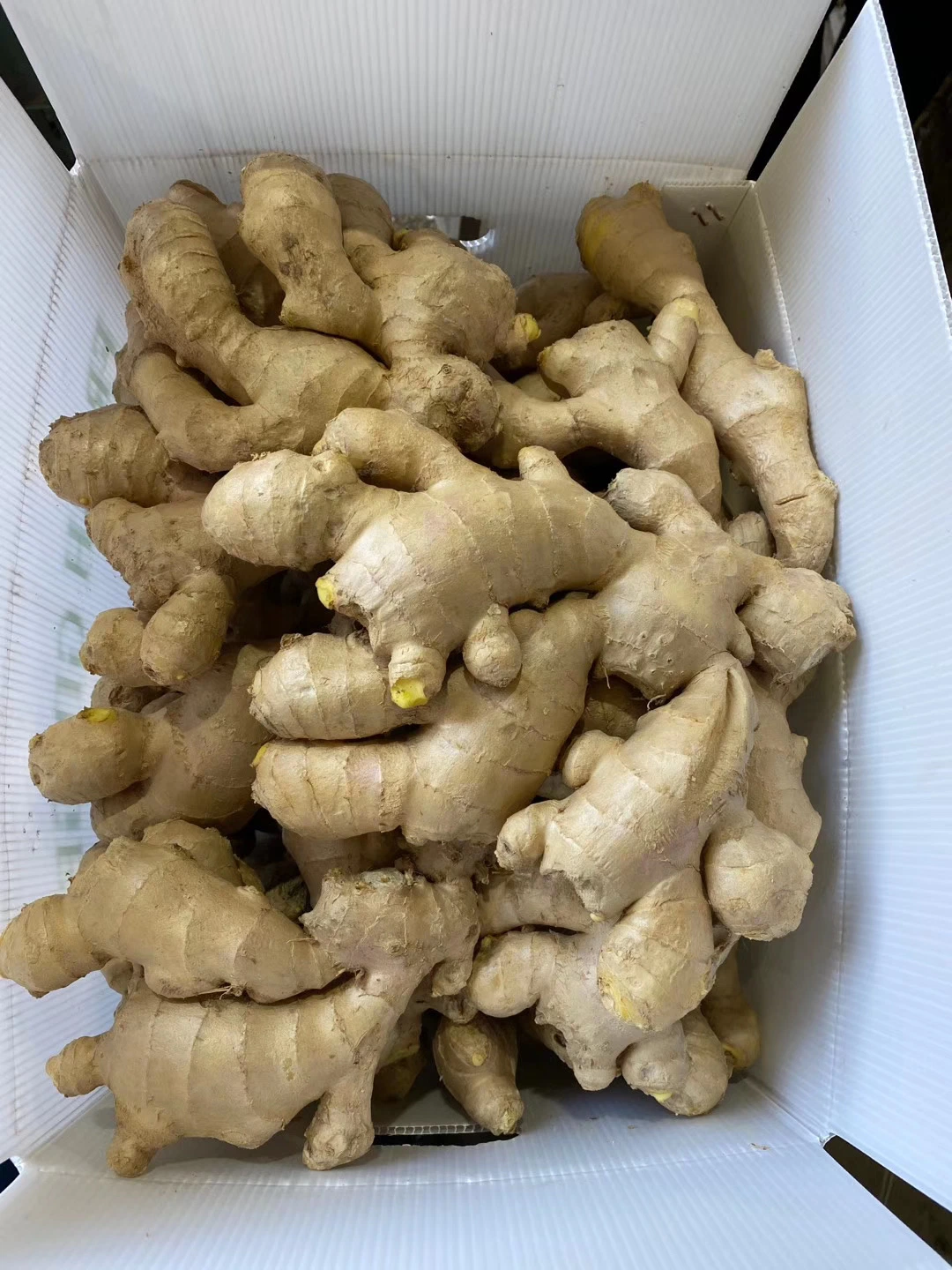 Chinese Fresh Ginger Air Dry Ginger for Export