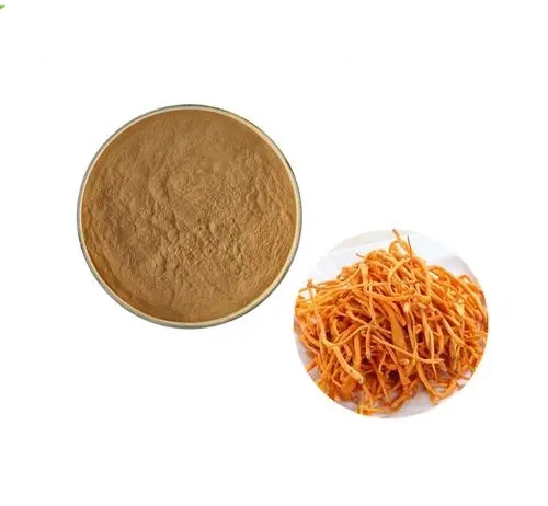 100% Natural Cordyceps Militaris extracto para la fibra dietética Suplementos nutricionales