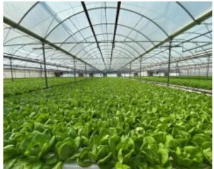 Commercial Growing System Nft Gutter Hydroponic Growing Systems