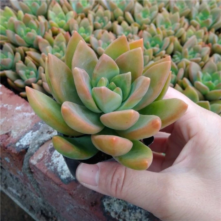 Succulent Sedum Nussbaumerianum Natural Plants