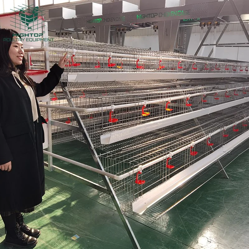 Poultry Farm Dimension for 1000 Chicken Layer Cage Guangzhou