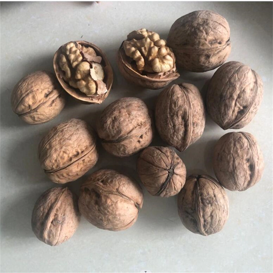 Walnut in Shell Factory Sale Good Price