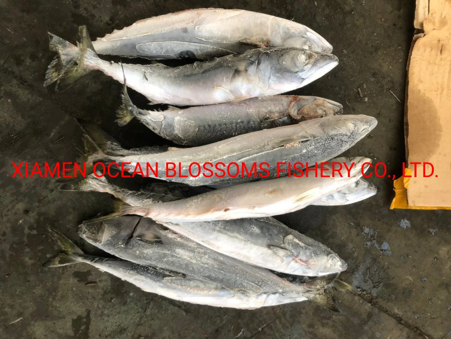 Whole Sale Frozen Mackerel High quality/High cost performance  Sea Frozen Canning Use