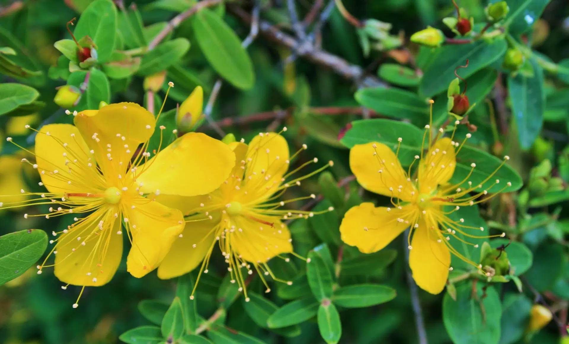 Plant Extract Hypericum Perforatum Extract 0.3% Hypericin/St. John&prime; S Wort Extract