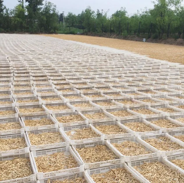 Herbes séchées Huang Hua Cai herbes chinoises naturelles pour Daylily Nourriture