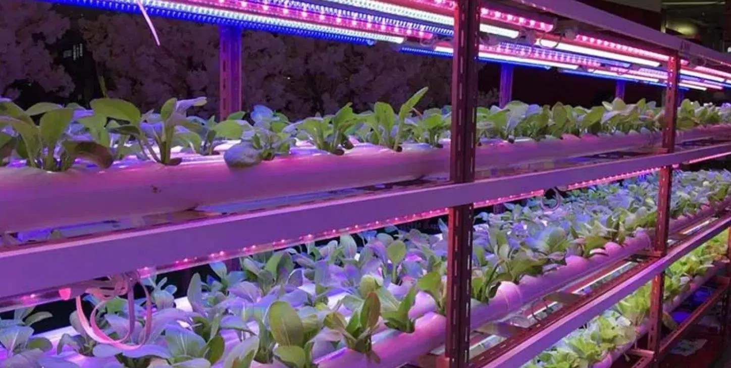 La croissance des plantes intérieure de la lumière T5 T8 Tube intégré avec réflecteur de lampe témoin de l'Horticulture