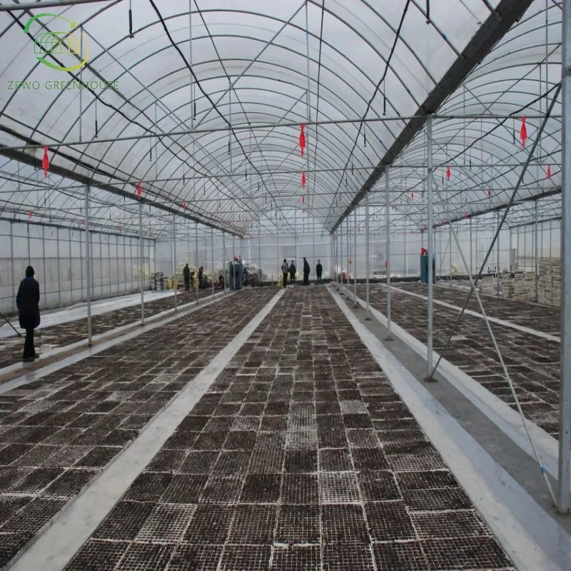 Cheap Agricultural Multi Span Tunnel Plastic Film Greenhouses with Hydroponic System for Growing Tomato/Strawberry/Cucumber