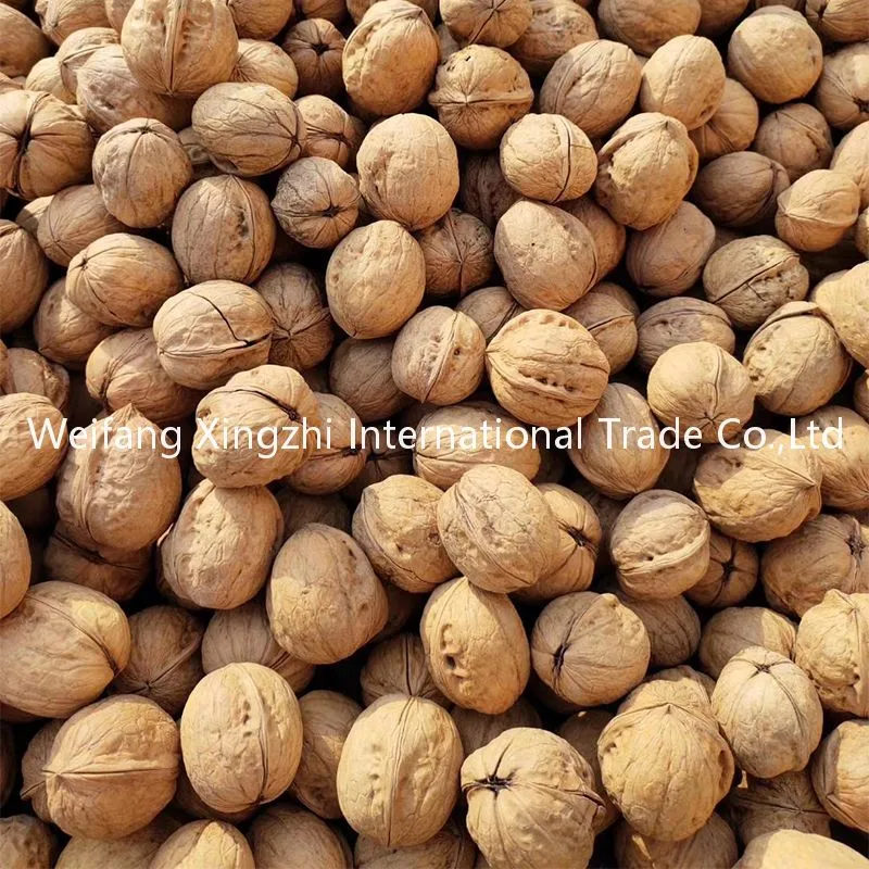 Bulk Packing Raw Walnut in Shell Xinjiang 185 Walnut