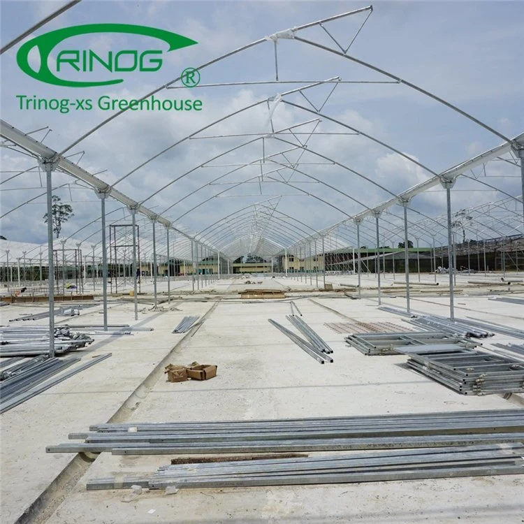 High Efficient Multi-span Film Greenhouse With Hydroponic Growing System