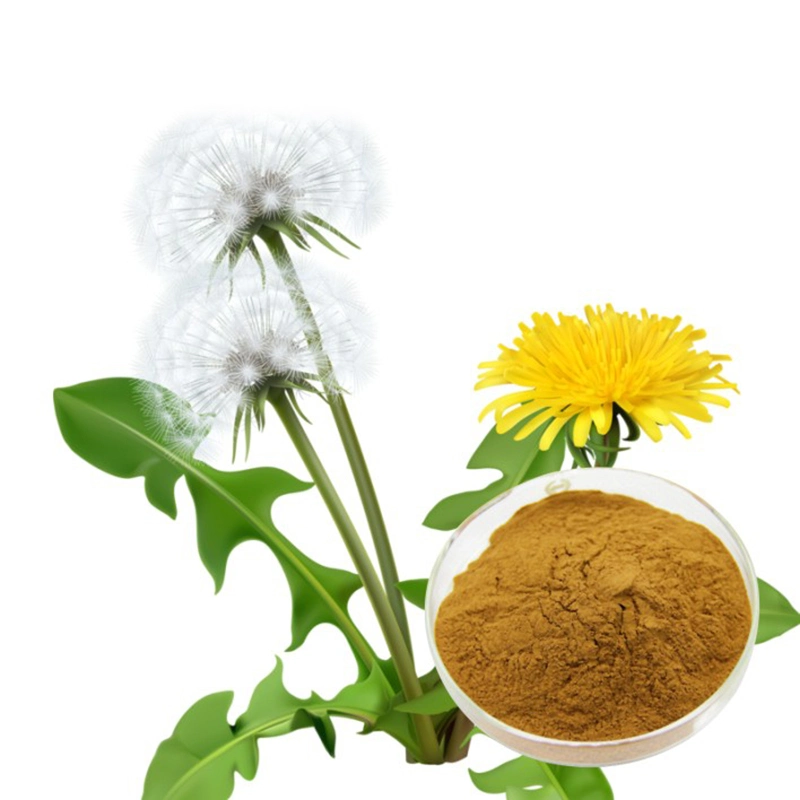 Dazec High Pure Bluk Price 10: 1 20: 1 5: 1 Dandelion Herb Root Leaf Extract Powder Dandelion Extract for Health Care