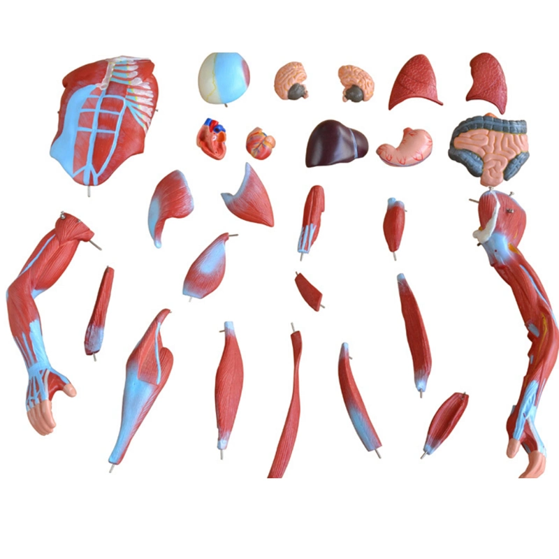 50cm Human Muscle Model Male 1 Part Mini Human Organs Educational Models