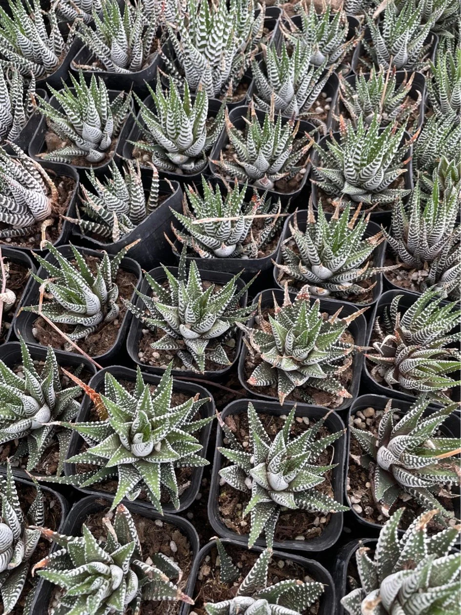 Cactus Extract Haworthia Papillosa Cactus Plants for Home Decor Indoor Wholesale/Supplier