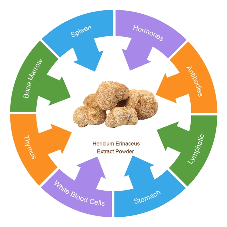 Polvo de champiñones de los Leones del mane orgánico para productos de atención médica Con soluble en agua