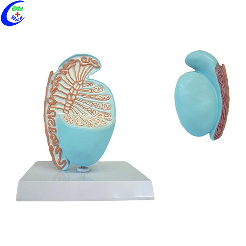 Medical Education Bladder and Prostate Anatomical Model