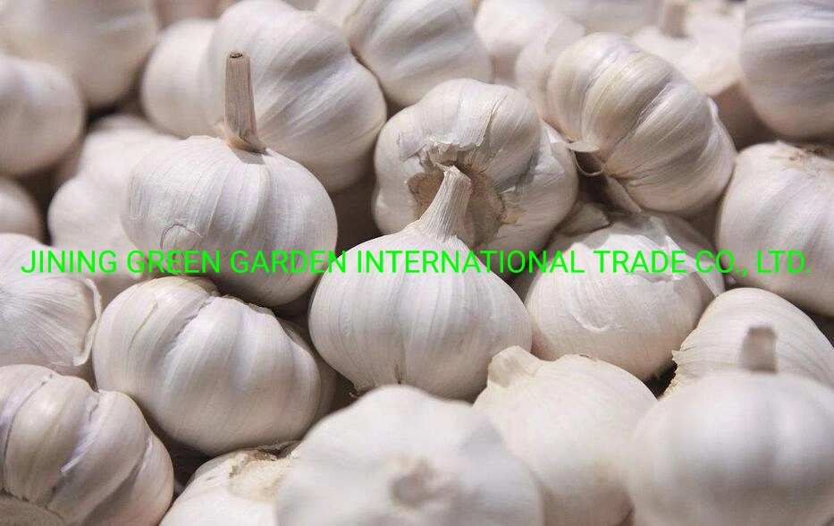 2021 New Crop Fresh White Garlic From China Mosquto Coil Cheak Peace Supplier in Australia China Garlic Cheep Price in Thailand