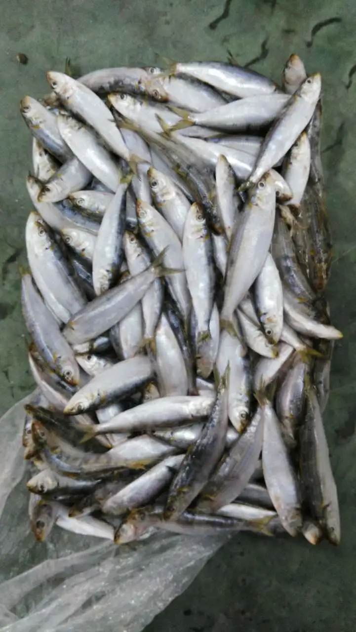 Wholesale Sea Frozen Sardine for Bait