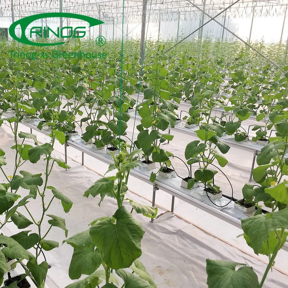 Professional Multi-Span Plastic Cultivation Hydroponics System Film Tunnel Greenhouse for Vegetables