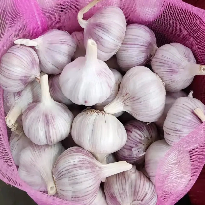 Hot sale Red Garlic 55/60mm Chine Garlic fournisseur