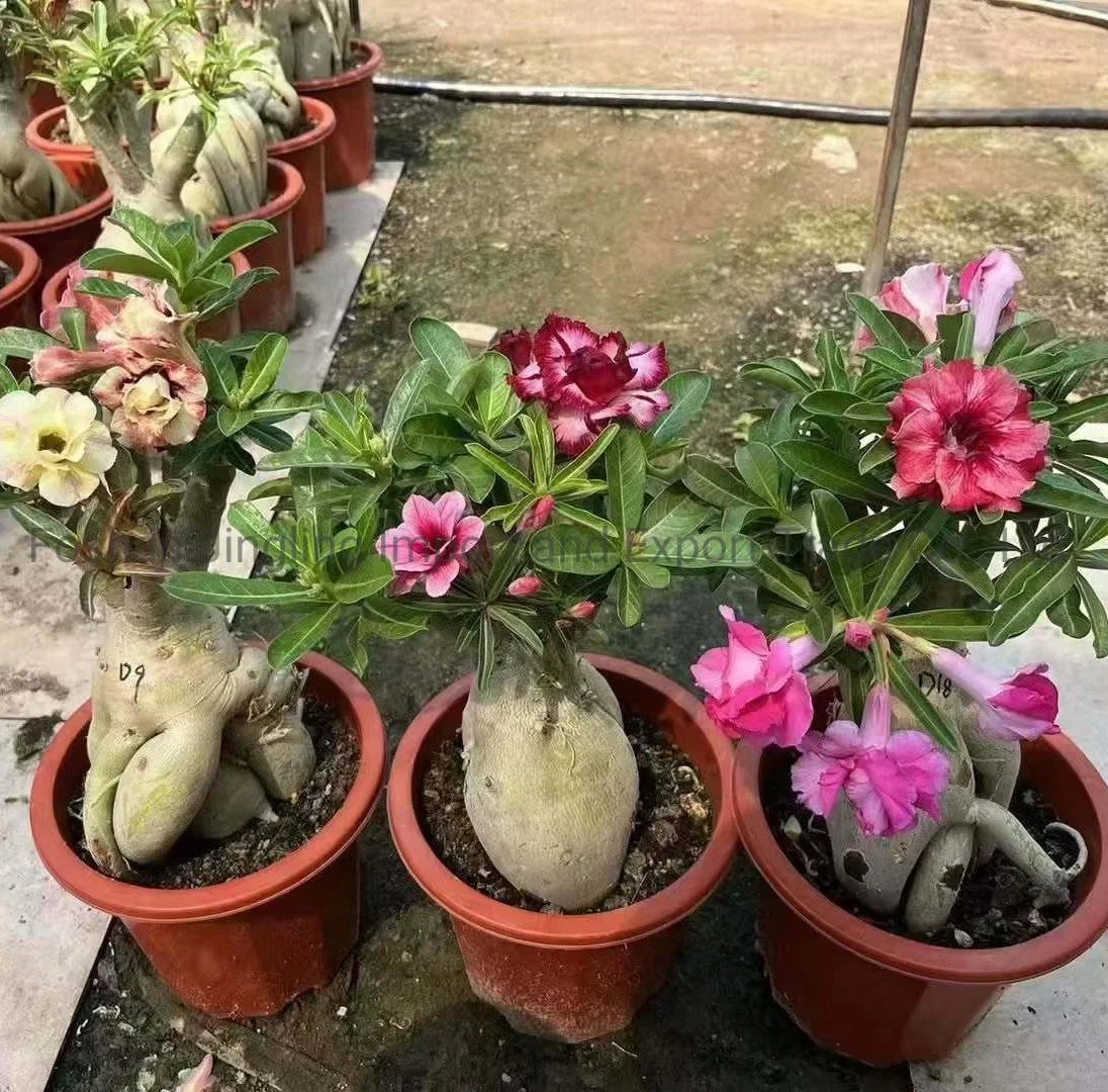 Grafted Adenium Desert Rose Live Plant Adenium Obesum Flower Plants