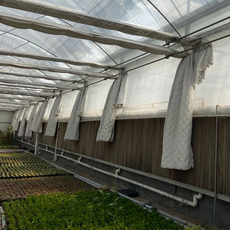 Customized Agricultural Multi-Span Film Greenhouse for Tomato Planting