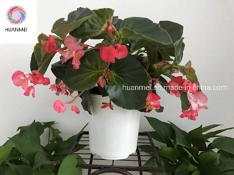 Round Plastic Flower Plant Nursery Pot for Horticulture Gardening Design