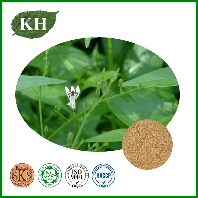 Andrographis Paniculata Extract Andrographolide 1%~98%