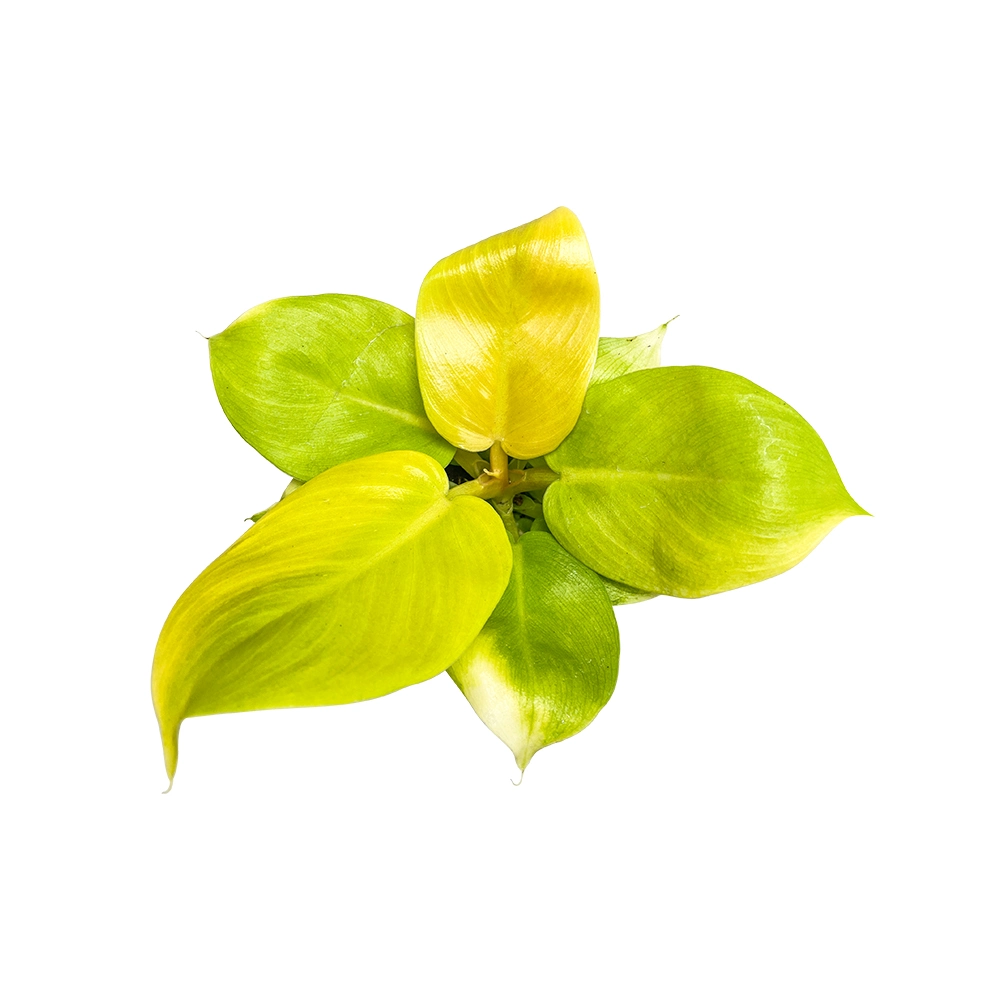 Philodendron Golden Beauty Plants Imperial Golden