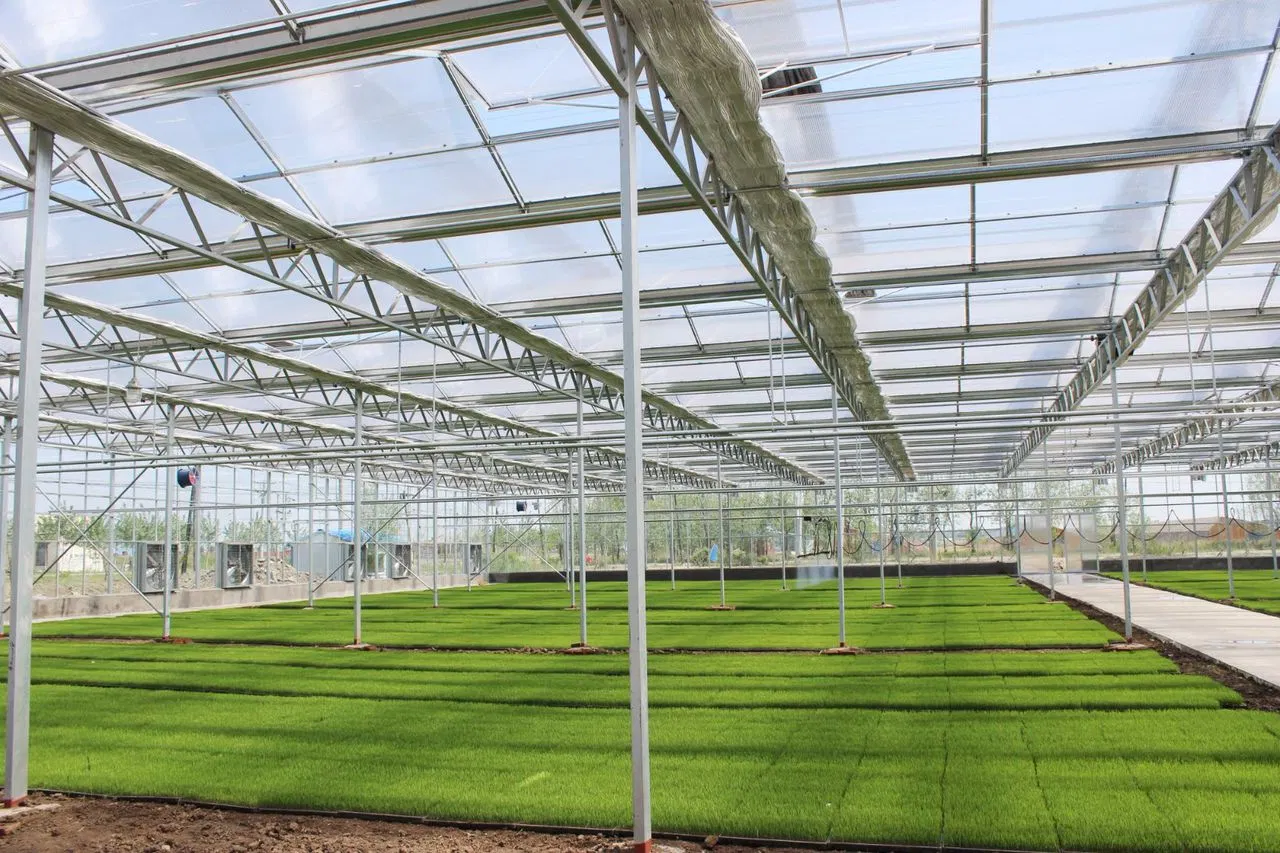 Venlo Type Polycarbonate Board PC Green House The Belt and Road Initiative/Cucumber/Lettuce/Pepper/Planting