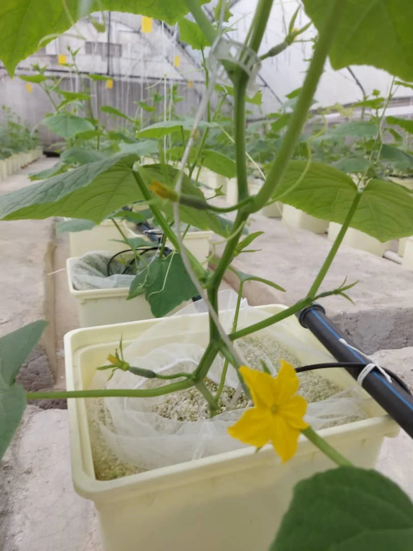 Légumes hydroponiques commerciales agricoles système de culture godet néerlandais