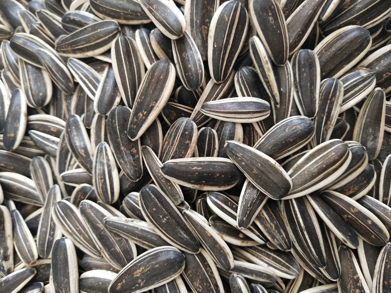 Top Quality Sunflower Seeds Wholesale/Supplier Price From Inner Mongolia