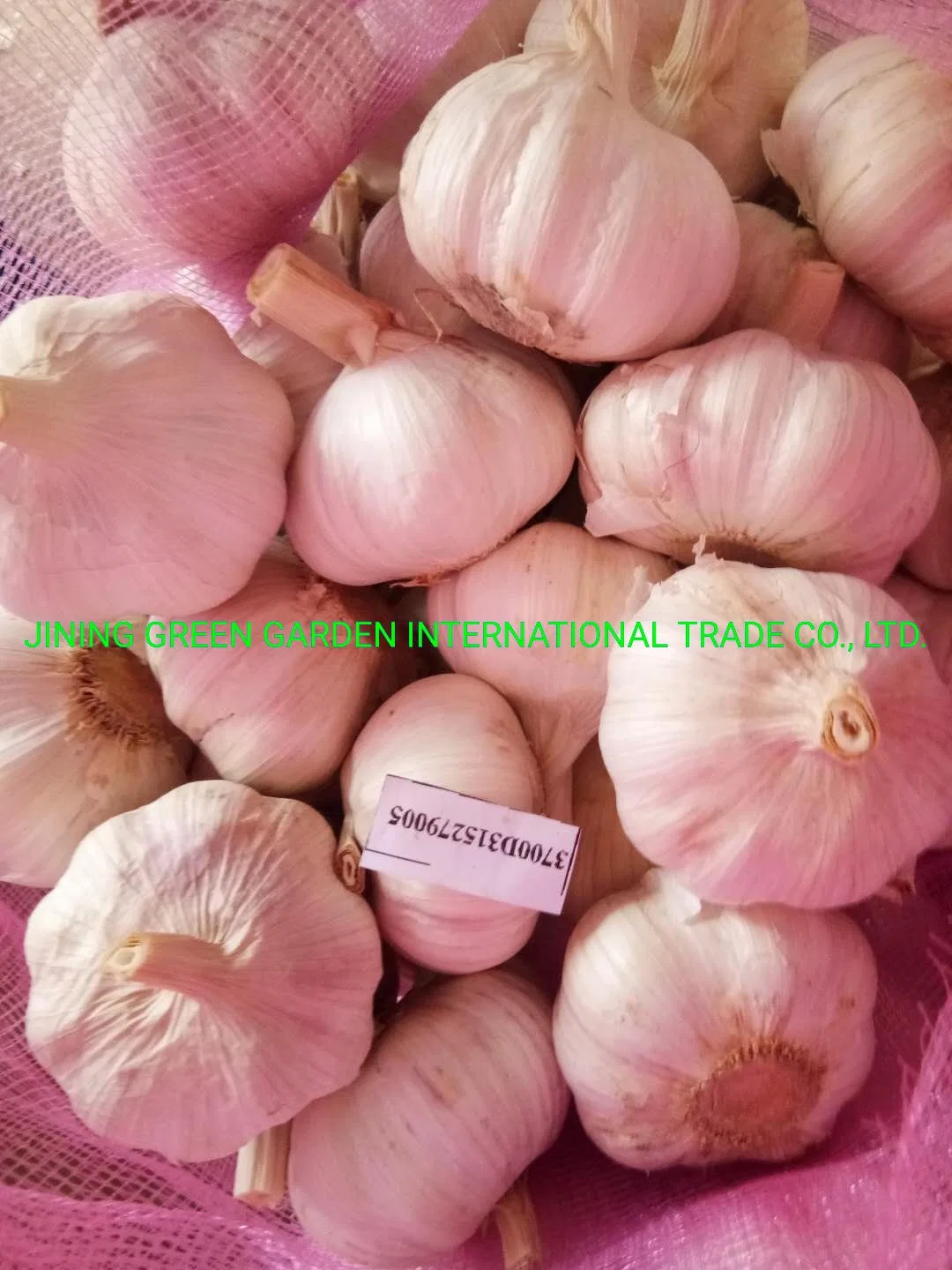 Garlic Top Quality Direct Plant Factory Manufacture Supply Lowe Expenses China Fresh Garlic Nature Health Spice White Garlic Red Garlic 4.0-7cm as Your Needs,