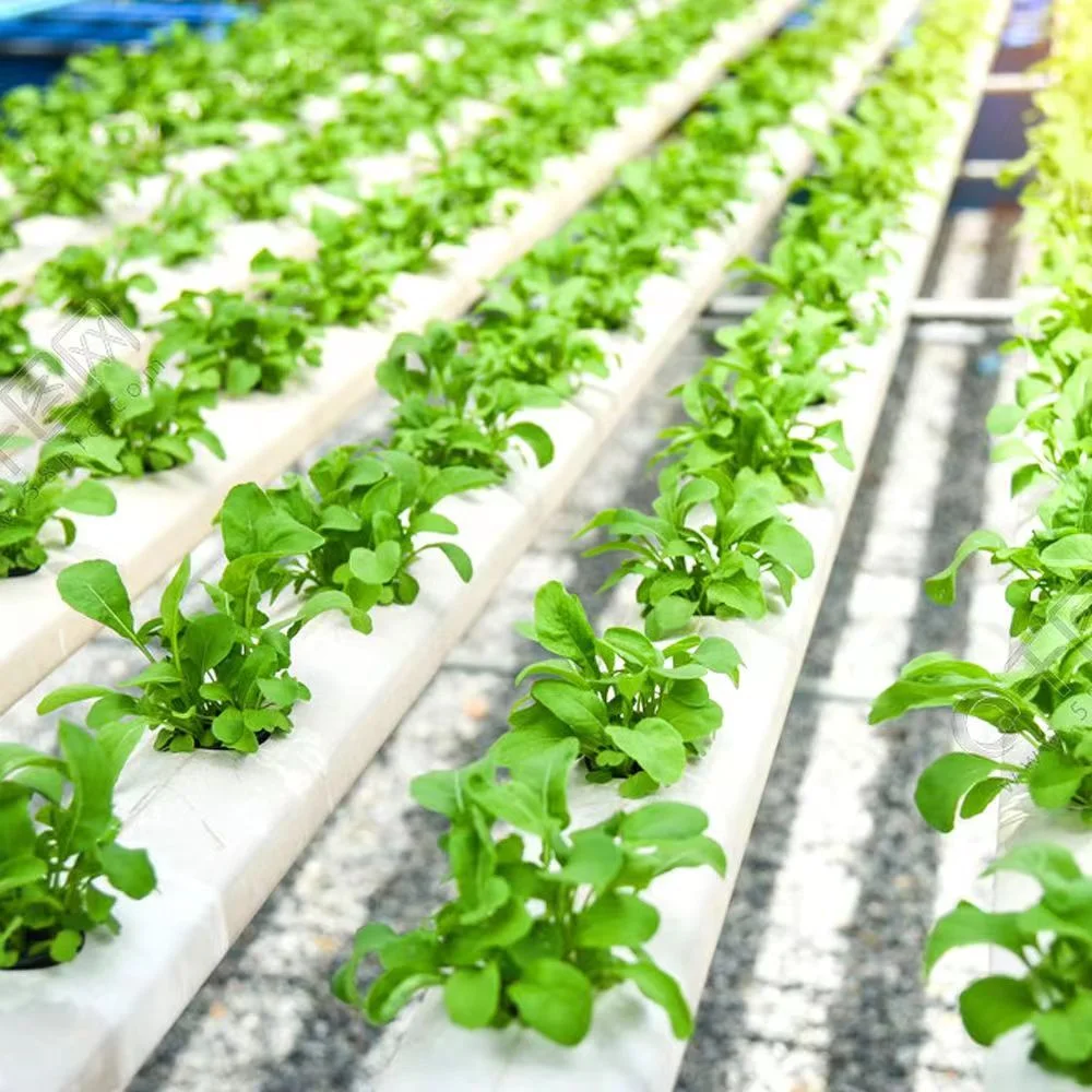 Film commercial à une seule plage multi-étendue/verre/serre écologique avec système hydroponique/irrigation goutte-à-goutte Système pour légumes